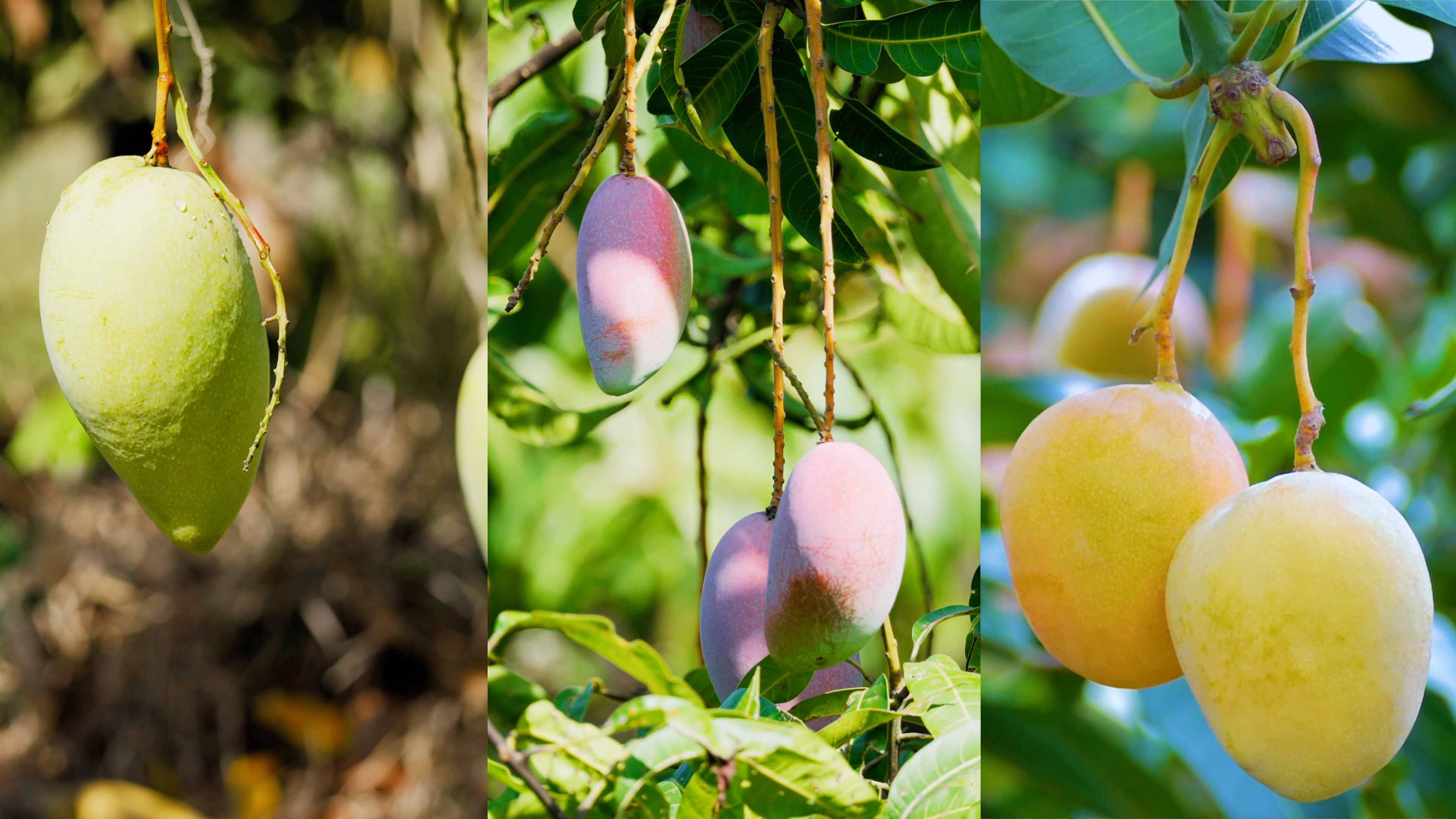 J9集团哲林芒果