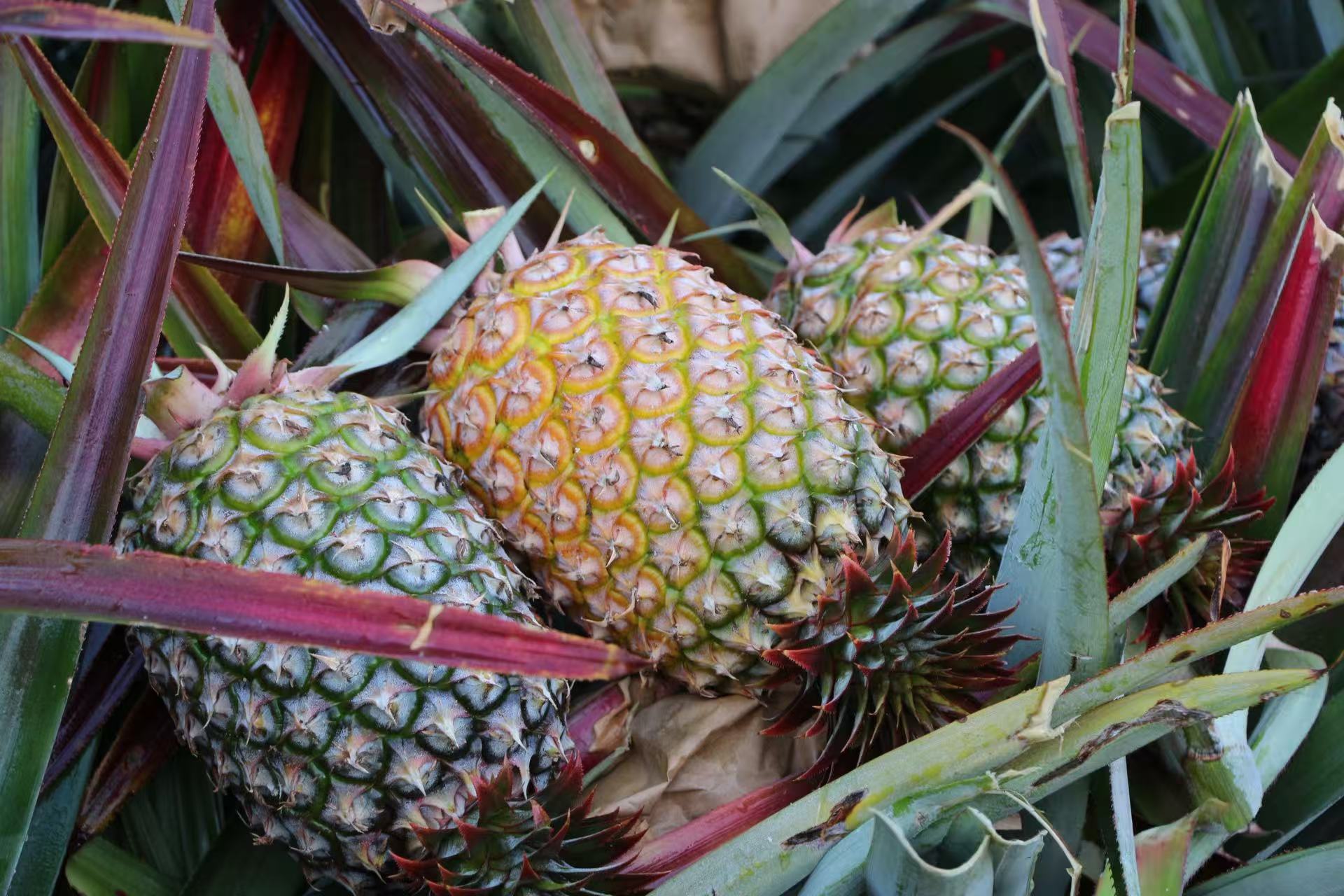 J9集团鲜果金钻凤梨